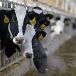 Uruguay’s dairy exports rised up for 17%
